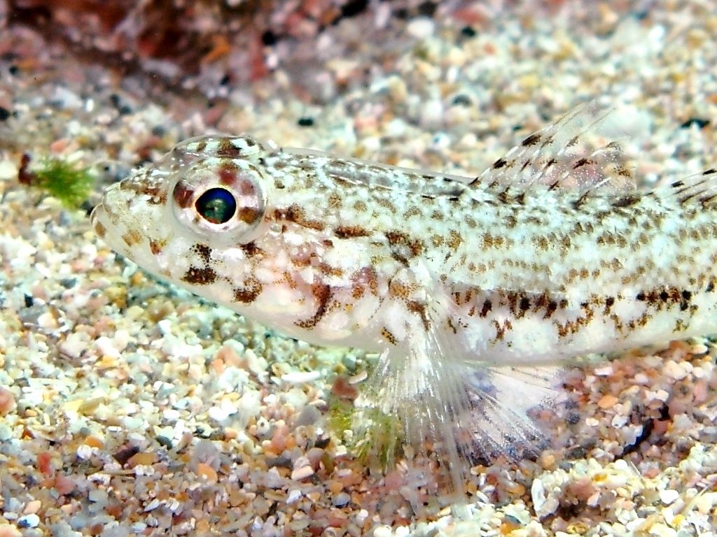 Giovanili di Gobius geniporus